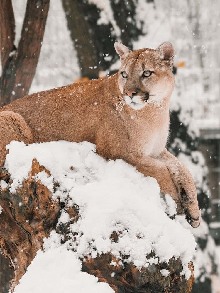 Snowy Mountain Lion