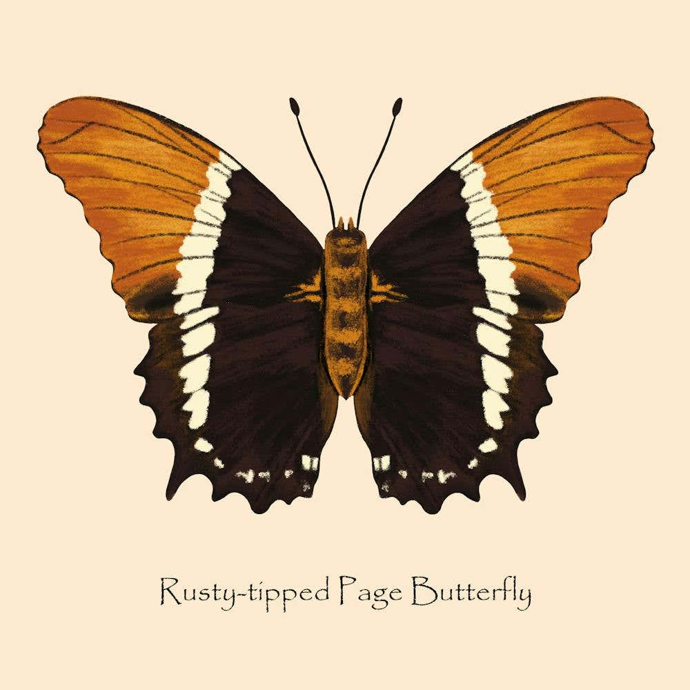 Butterfly Rusty Tipped