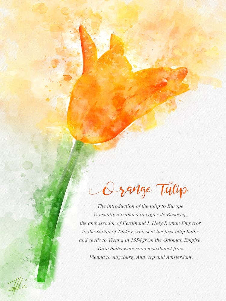 Orange Tulip