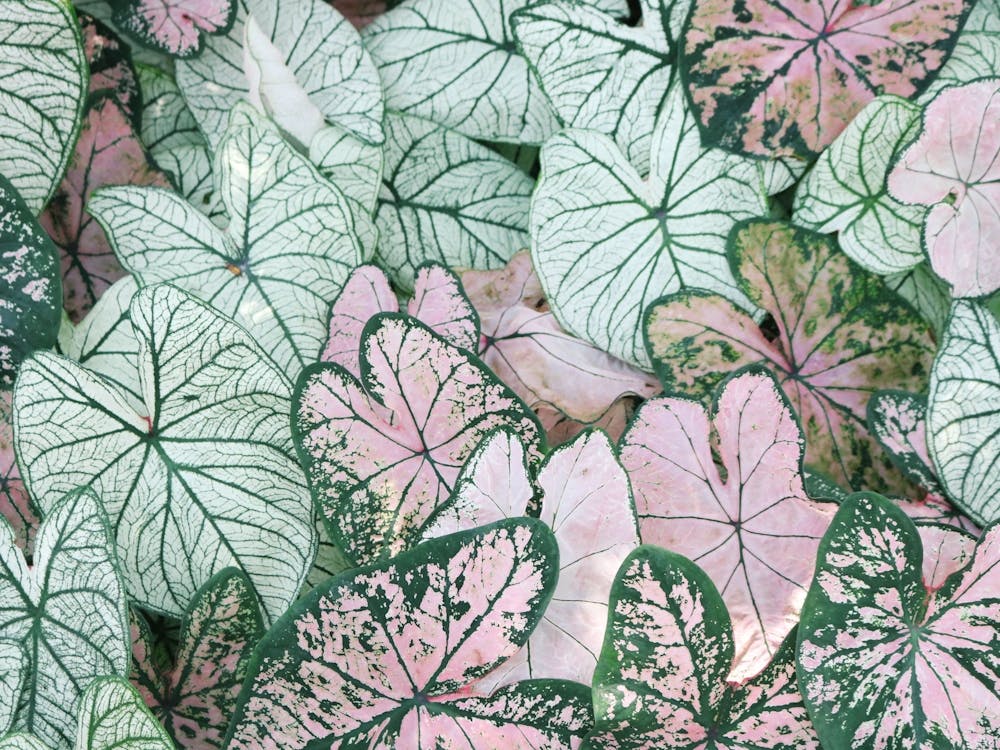 Pink And White Ivy