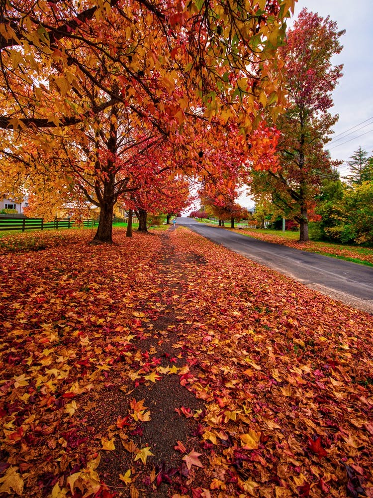 Autum Street
