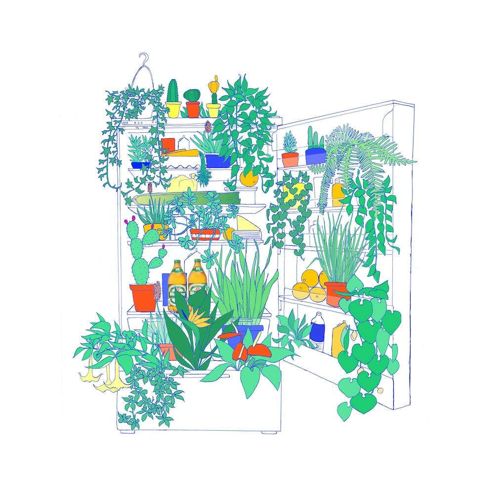 Plants In The Fridge