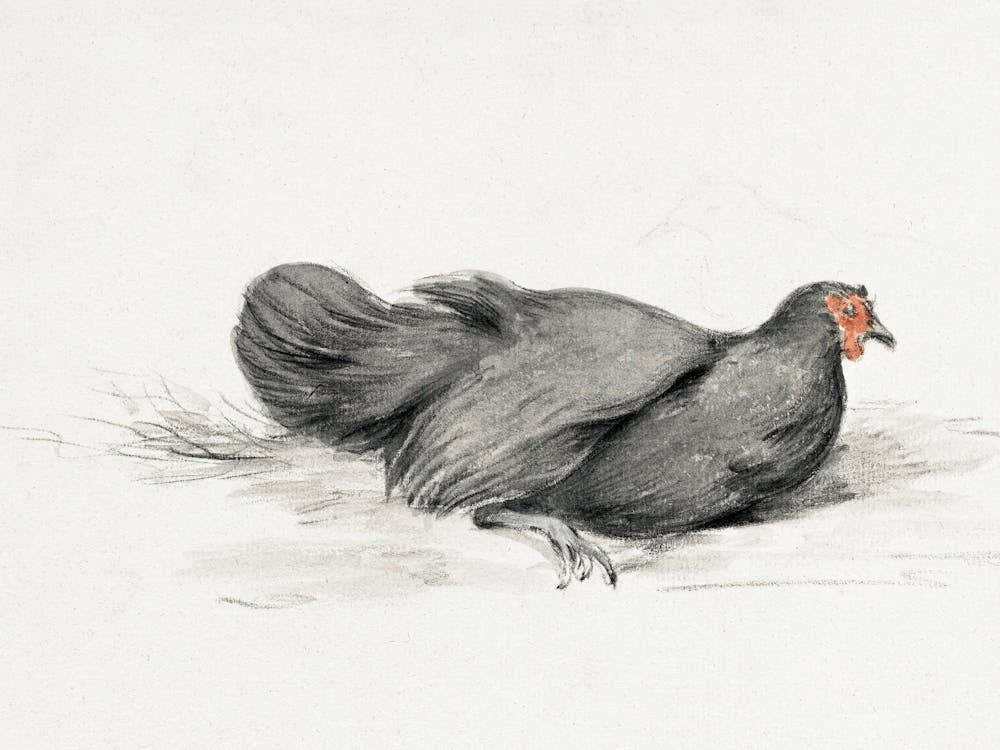 Black Chicken (1775–1833), Jean Bernard