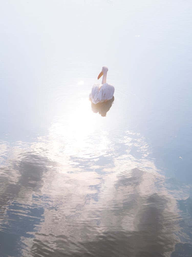A White Pelican In Blue Water And Sunshine