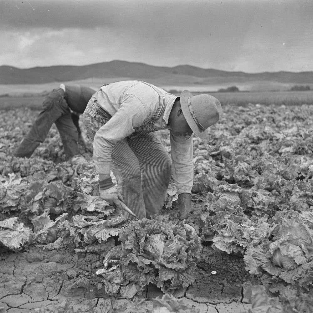 San Benito County, California, Japanese Americans Harvesting Lettuce While They Wait For Final Evacuation
