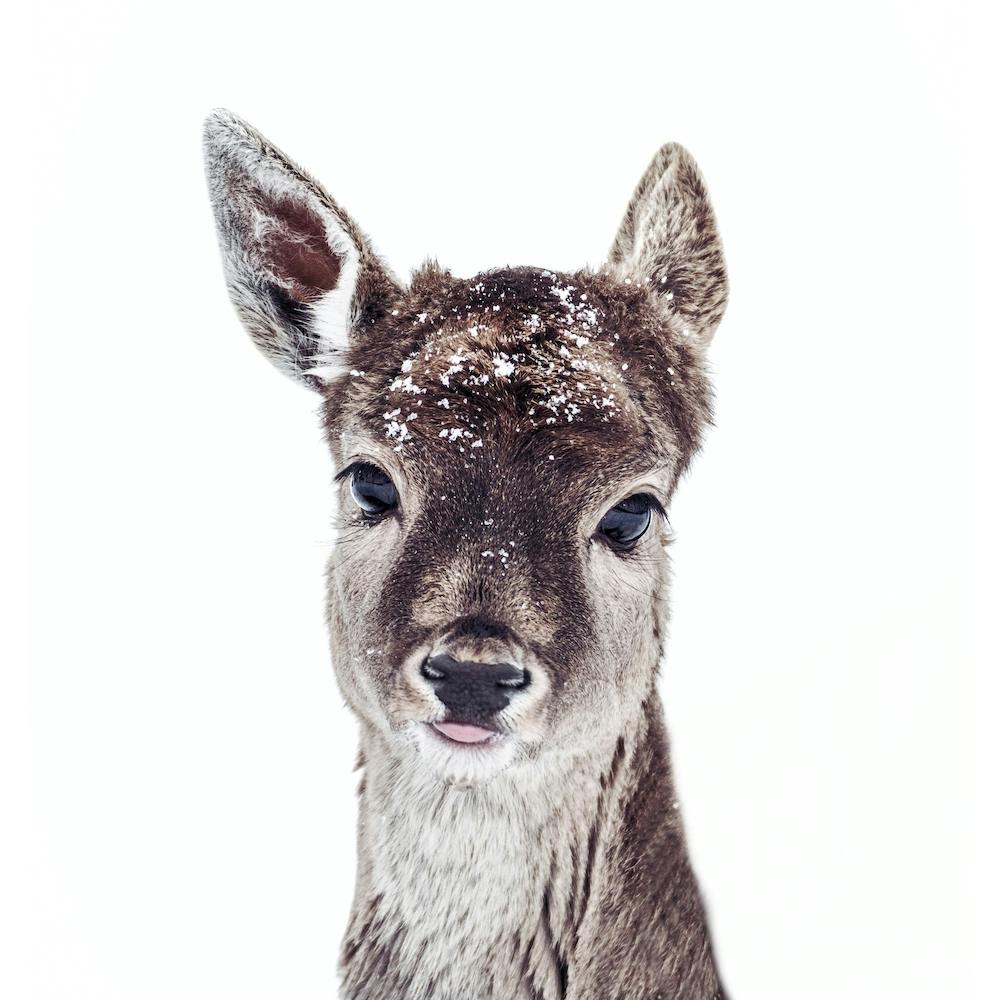 Little Fawn Fiona Square