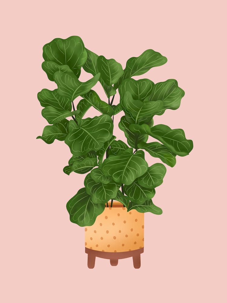 Ficus Lyrata On Pink