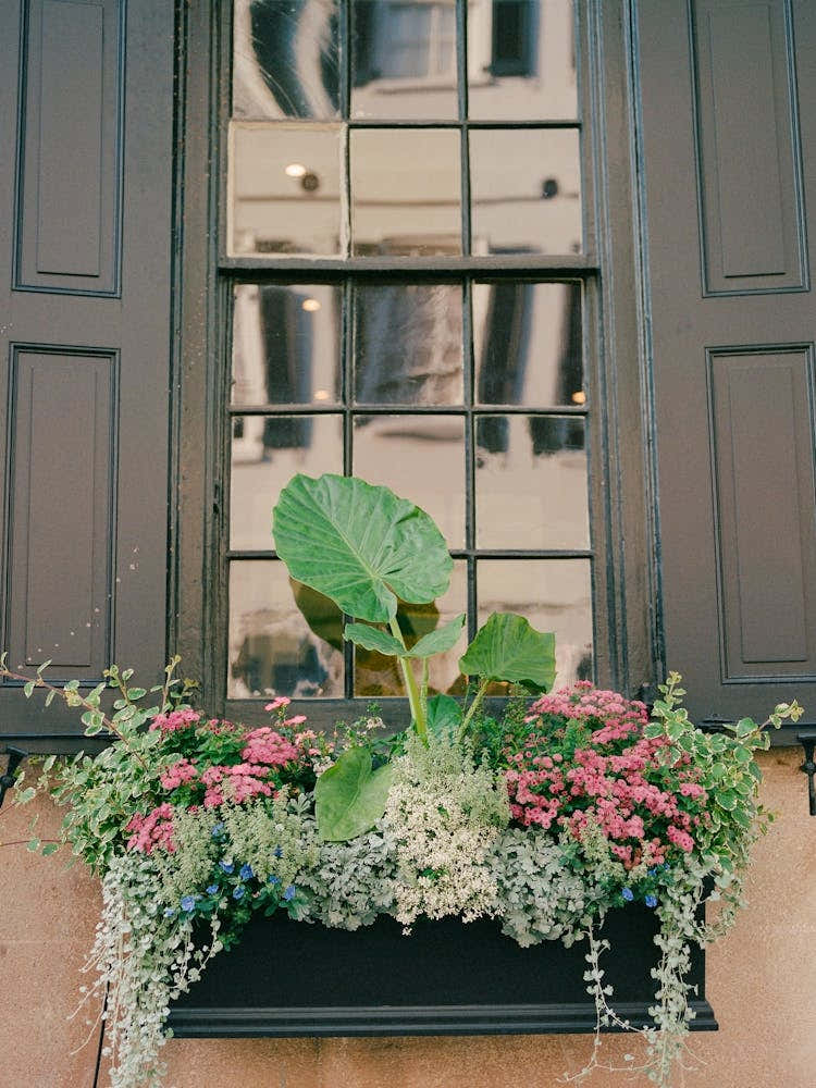 Charleston Blooms on Film