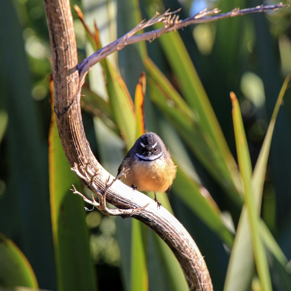 Angry Bird in New Zealand