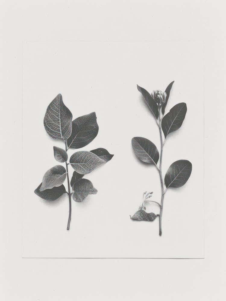 Honeysuckle Flower Photo Collage 4