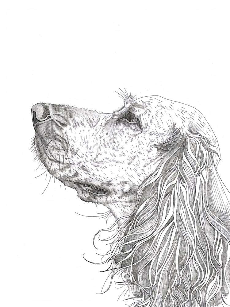 Irish Setter Line Sketch 1