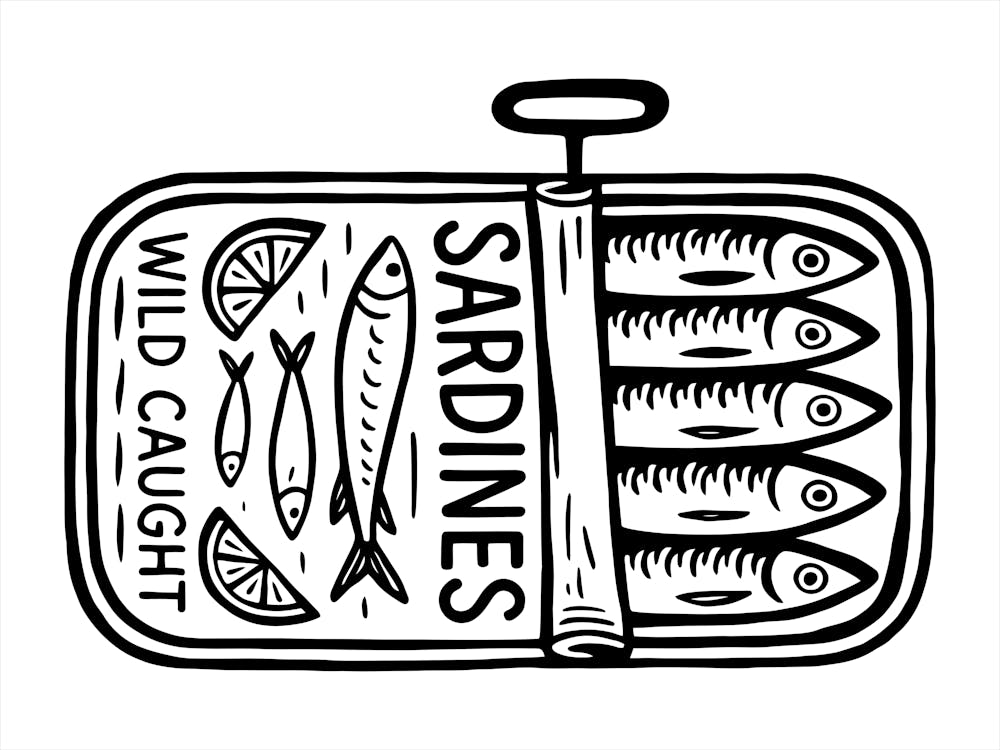 Wild Sardines Caught