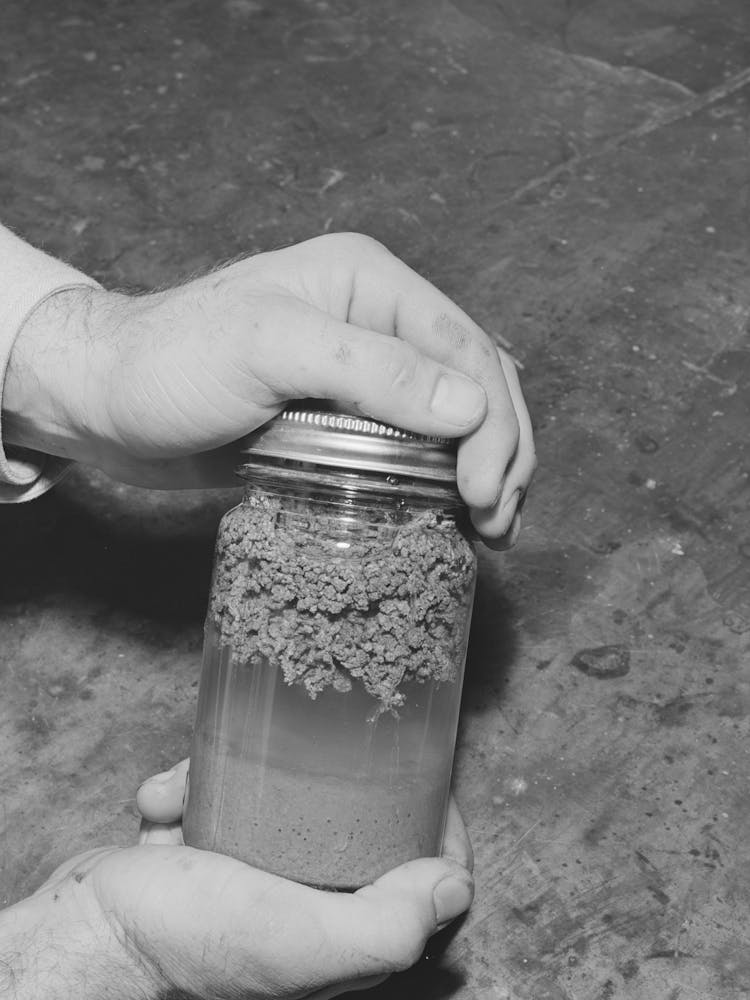 Salinas, California, Intercontinental Rubber Producers,Laboratory Exhibit, This Specimen Shows The Worms