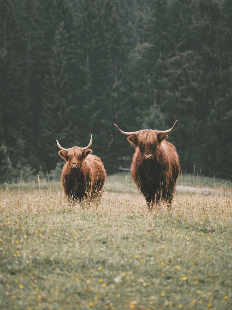 Highland Cows In Forest