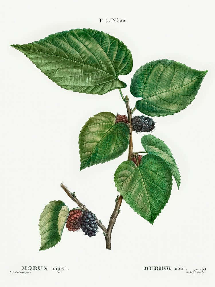 Black Mulberry, Pierre Joseph Redoute