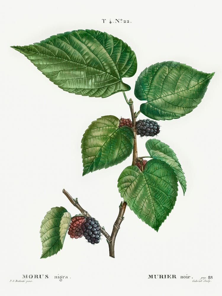 Black Mulberry, Pierre Joseph Redoute