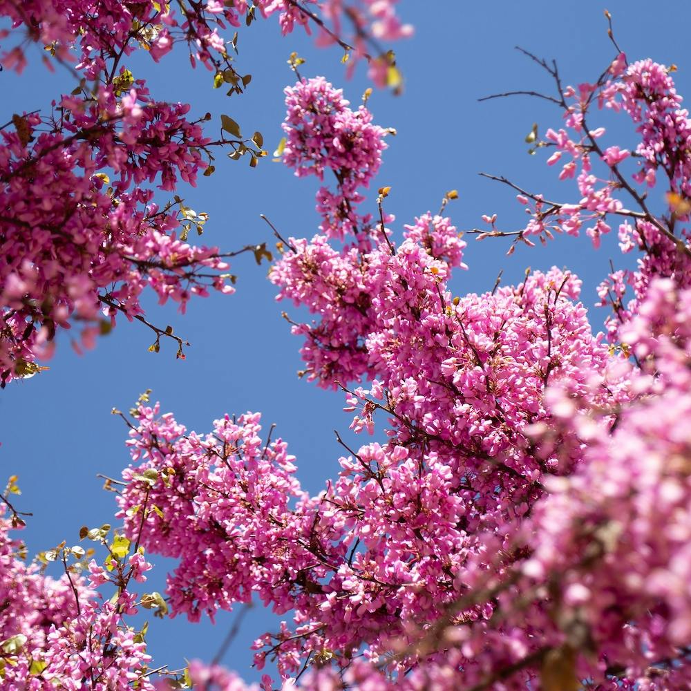 Pink cherry blossom and the blue sky