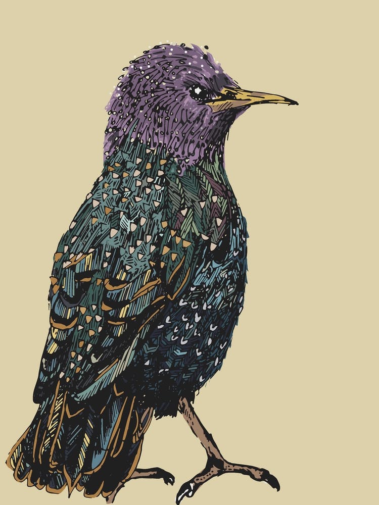 Starlings