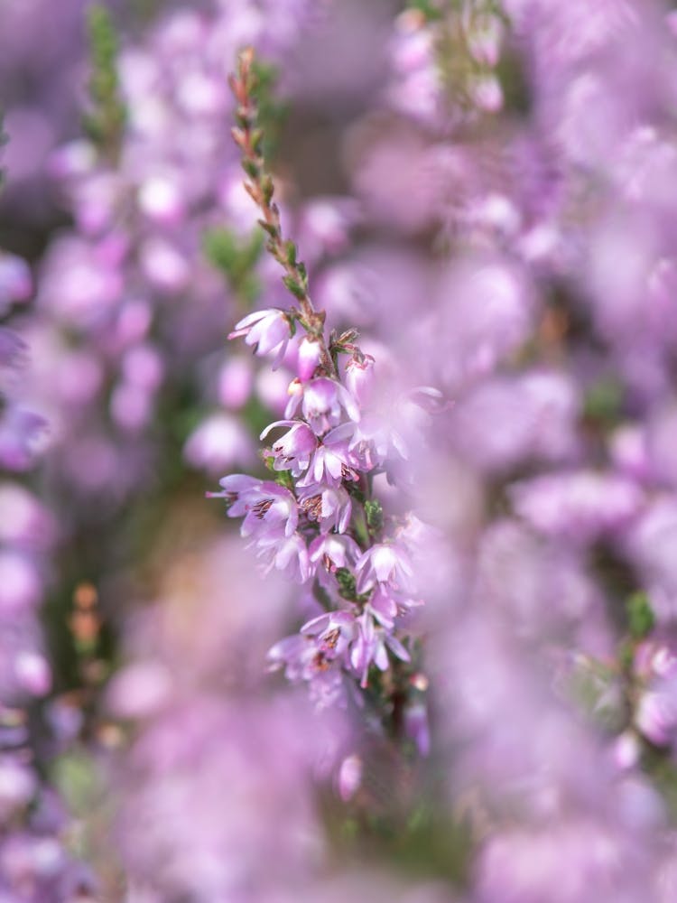 Pastel purple heather flowers - floral summer nature and travel photography by Christa Stroo photography.