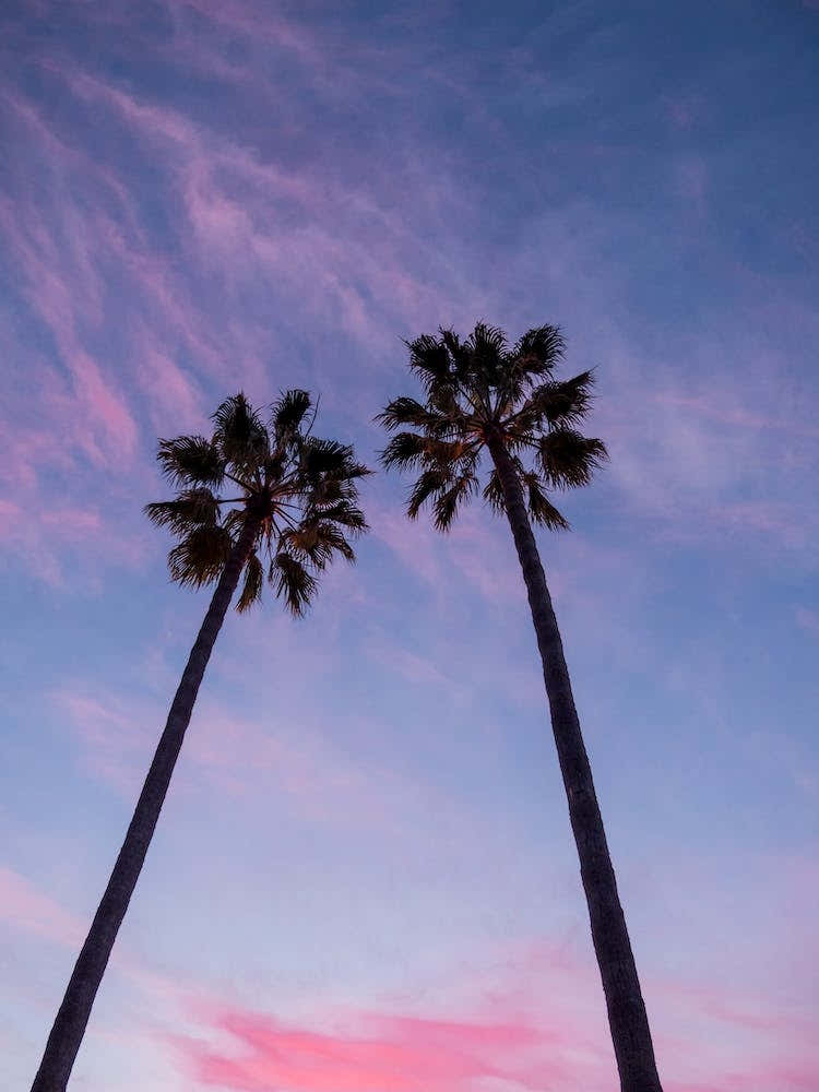 Palms.