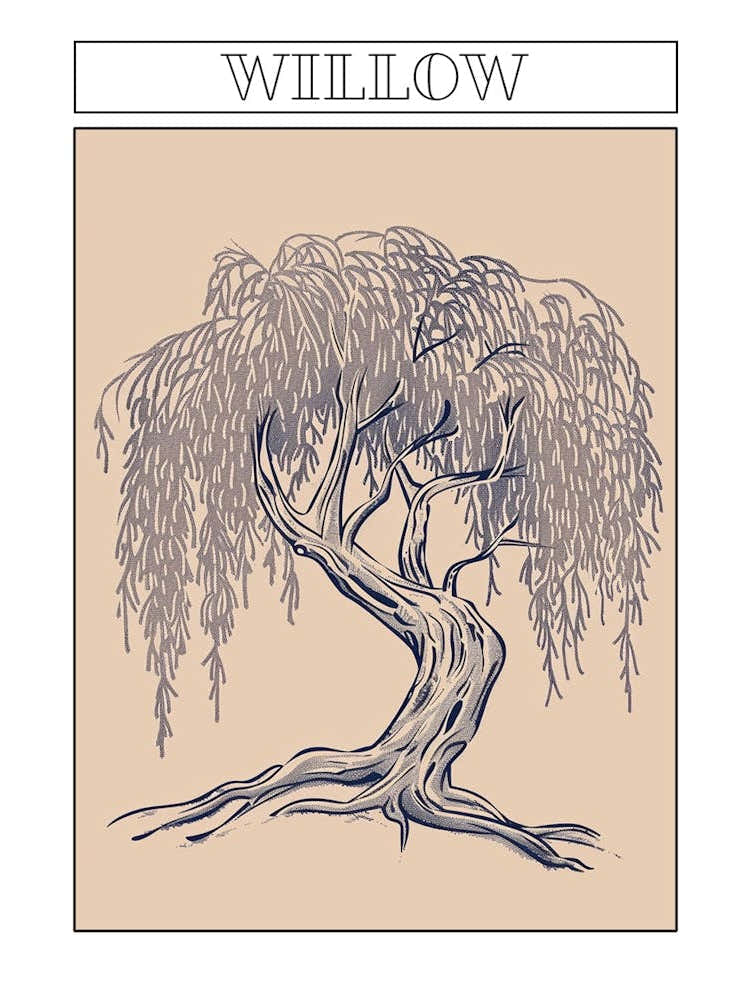 Willow Tree Minimalistic Drawing 2 Poster