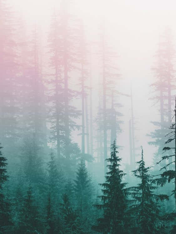 Pastel Dreams - Pacific Northwest Adventure