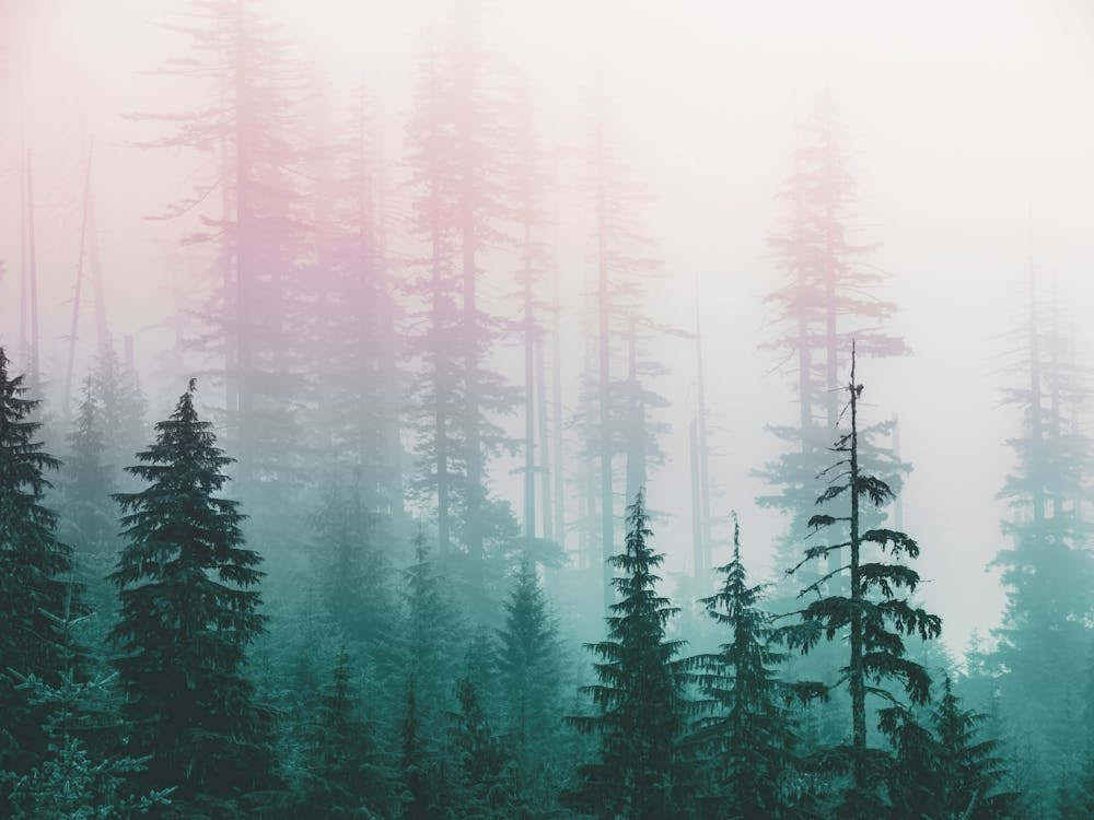 Pastel Dreams - Pacific Northwest Adventure