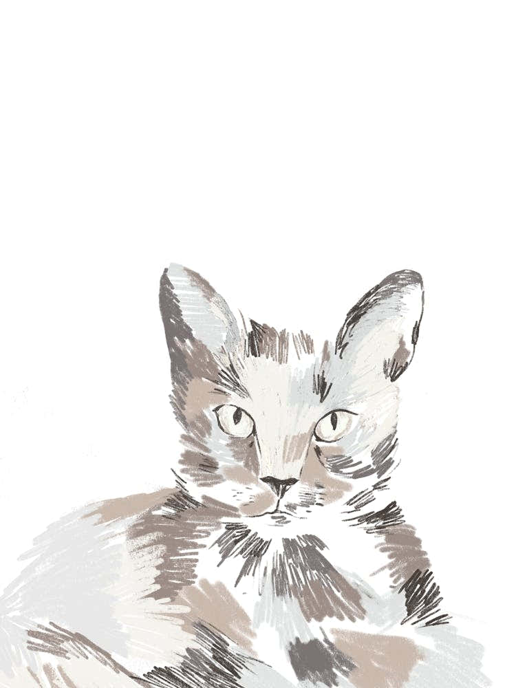 Cat Portrait White