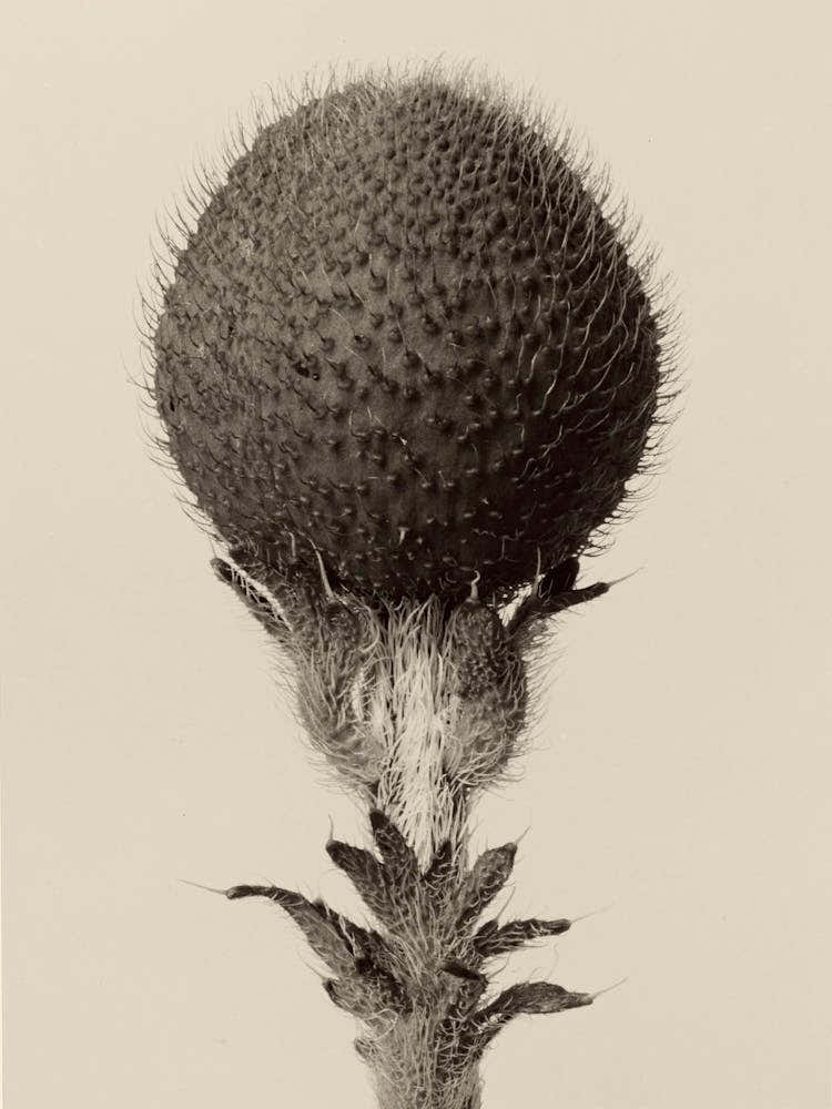 Thorned Bulbous Plant, Karl Blossfeldt
