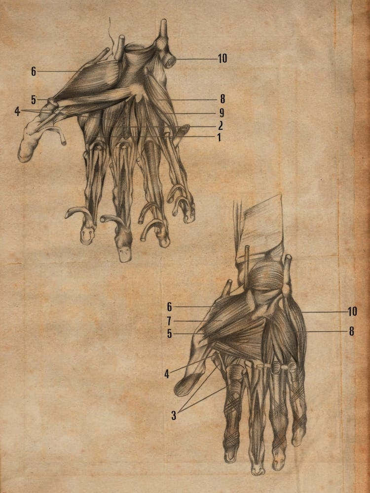 Vintage Anatomy Muscle Hands
