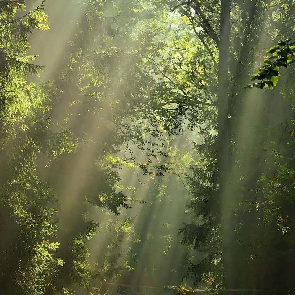 Sunbeams In The Forest