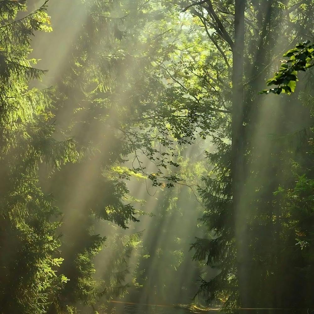 Sunbeams In The Forest