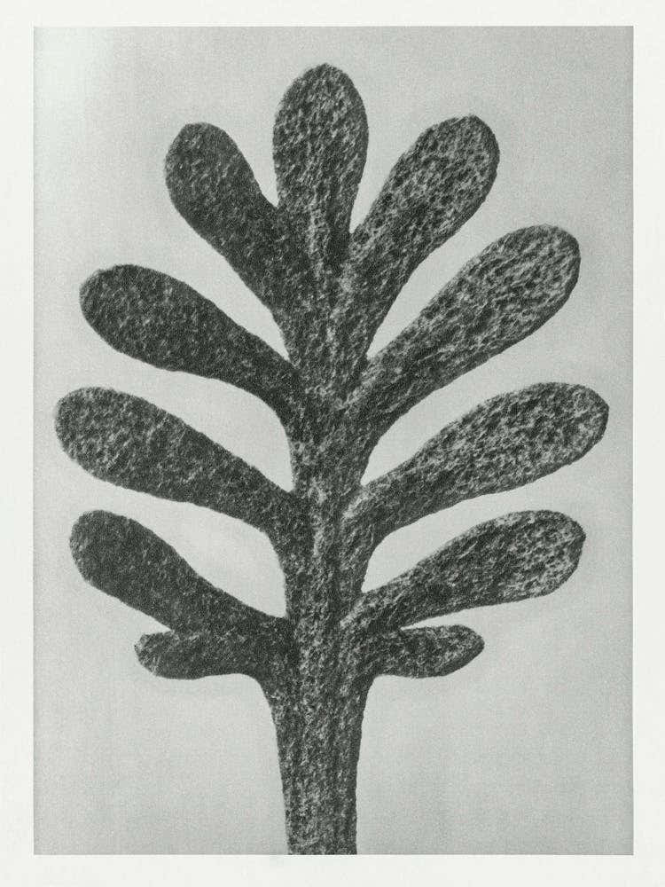 Yarrow (1928), Karl Blossfeldt 1