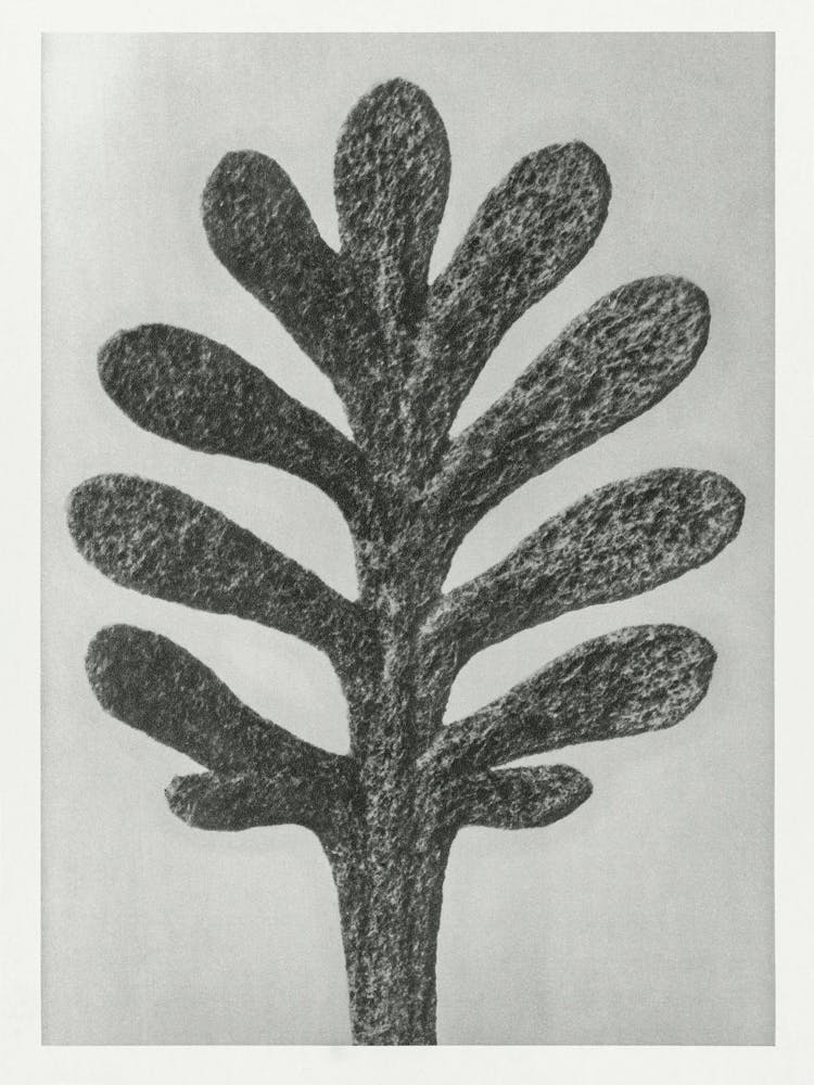 Yarrow (1928), Karl Blossfeldt 1