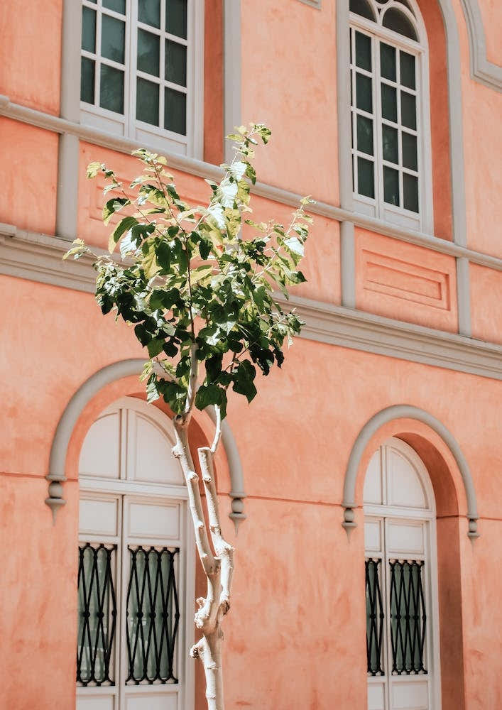 The Green Tree With The Pink Building In Spain Travel