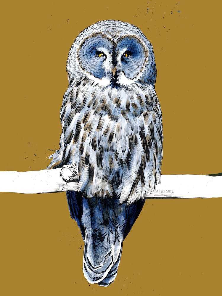 The Great Grey Owl On Burnt Gold