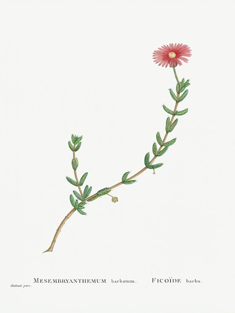 Mesembryanthemum Barbatum (Bearded Fig–Marigold) From Histoire Des Plantes Grasses (1799), Pierre Joseph Redoute