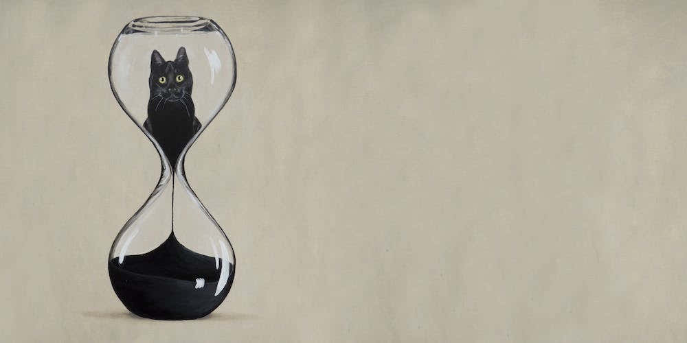Hourglass Cat