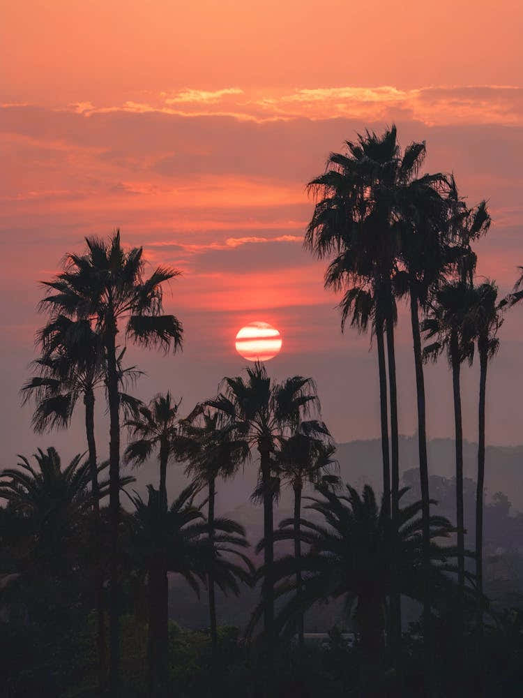 "Sunset over the Palms"
Description:
Tropical sunset with palm silhouettes in warm orange hues. Style:
Minimalist photography, nature-inspired decor. Room:
Ideal for living rooms, bedrooms, or home offices.