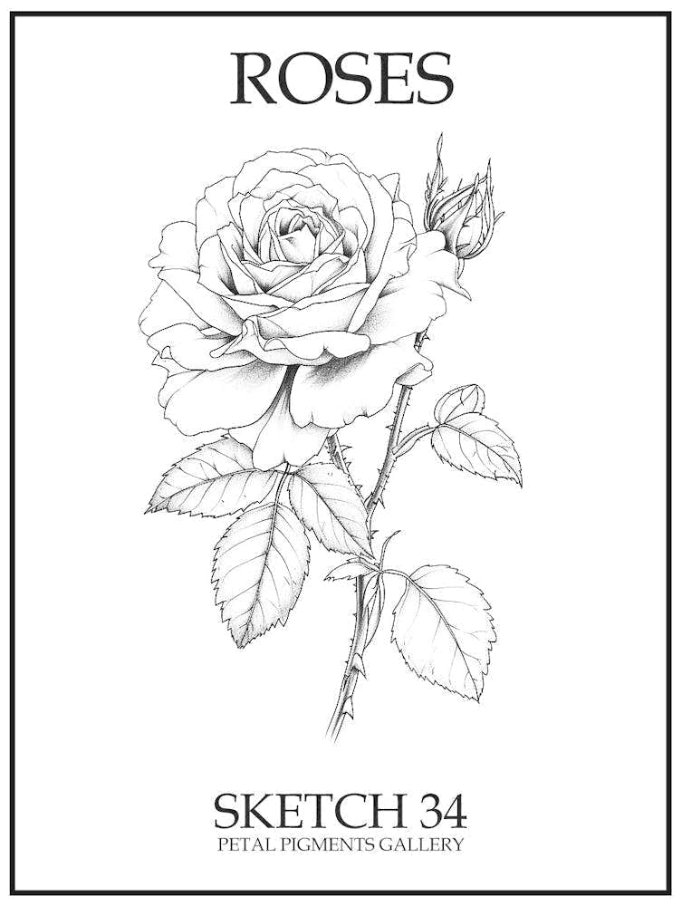 Roses Sketch 34 Poster