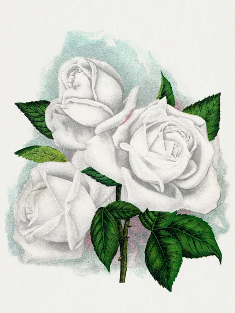 White Roses 1