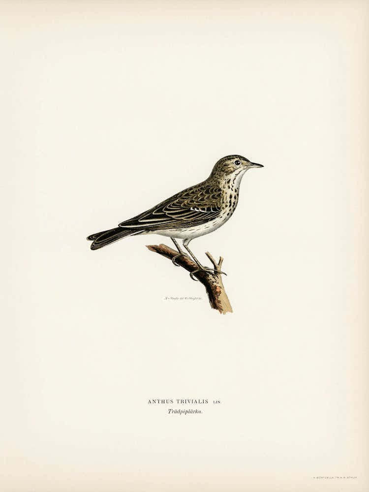 Tree Pipit, The Von Wright Brothers