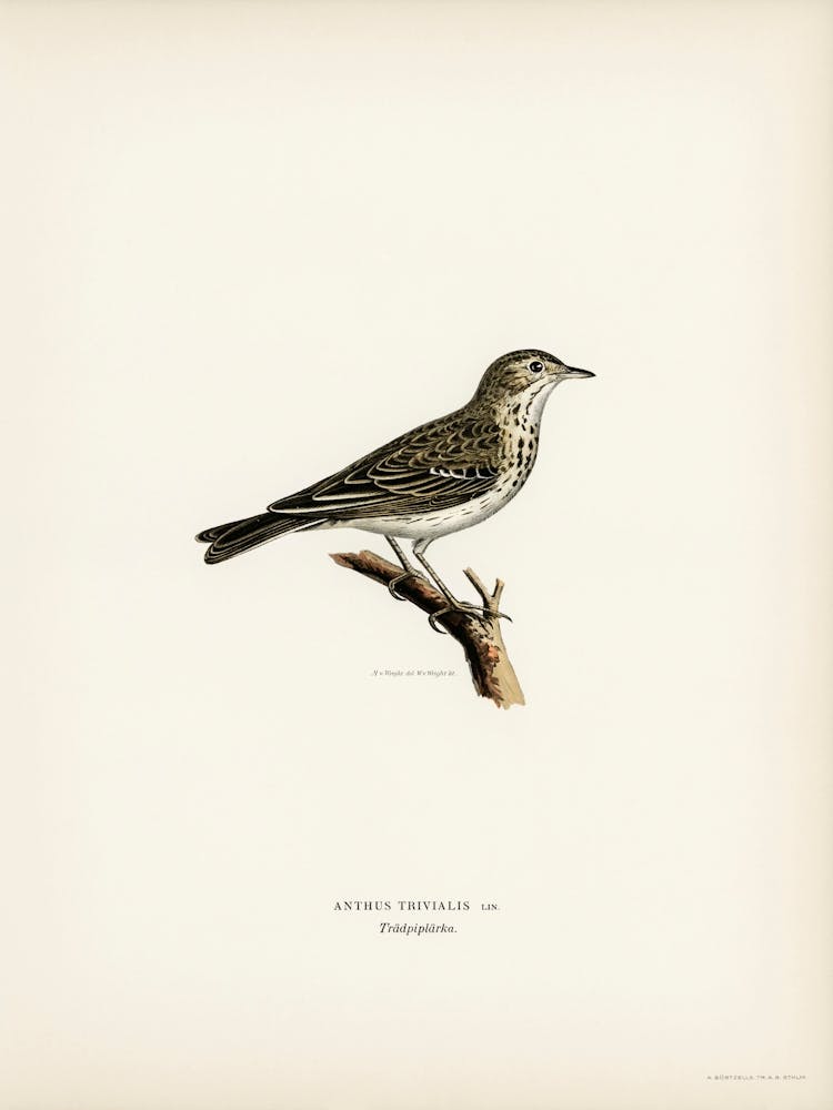 Tree Pipit, The Von Wright Brothers