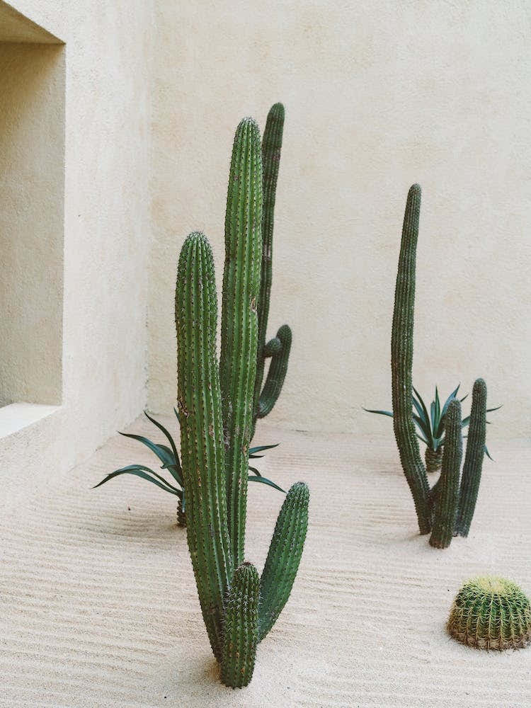 Cabo Cactus VI