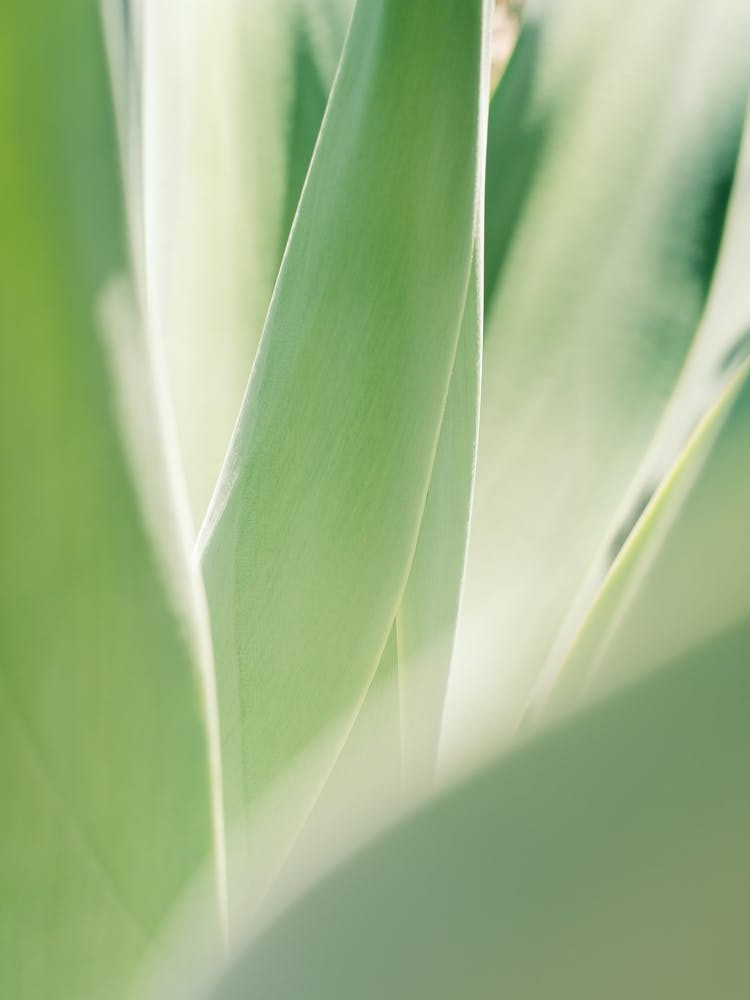Soft Green Agave // Ibiza Nature Photography