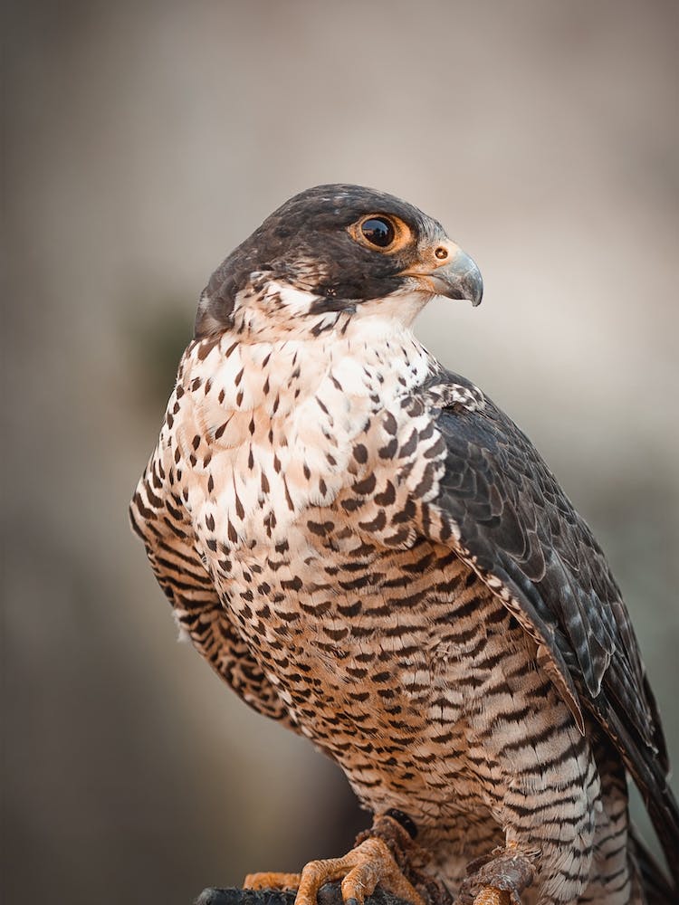 Coopers Hawk Profile