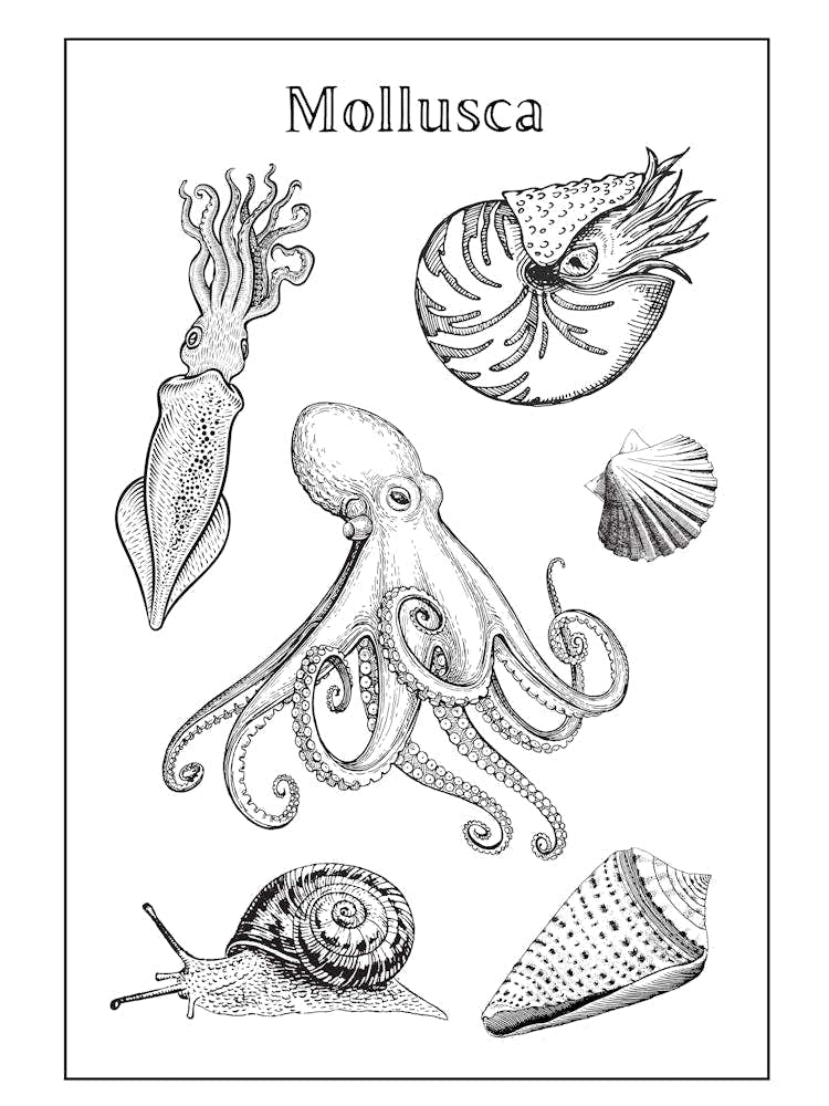 Mollusca