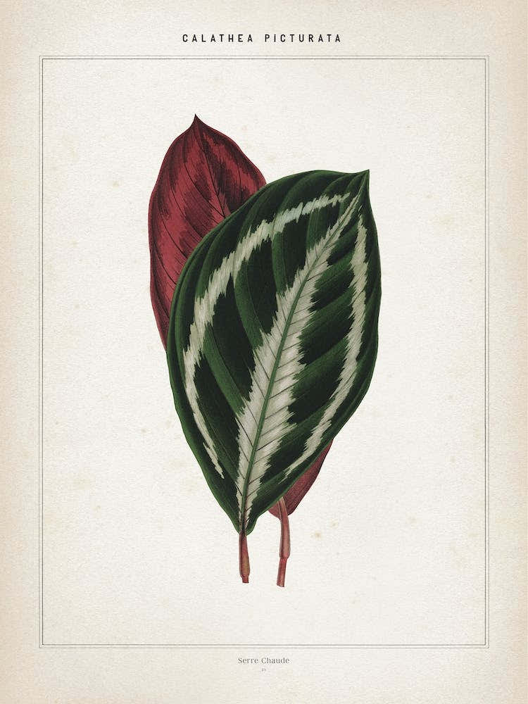 Vintage Houtte 1 Calathea Picturata