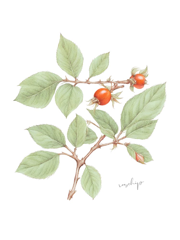 English Hedgerow Rosehip - Botanical Wall Print Set | Floral Collection