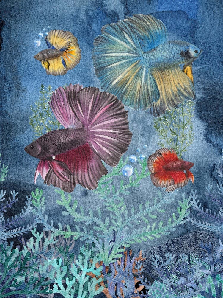 Betta fishes watercolor